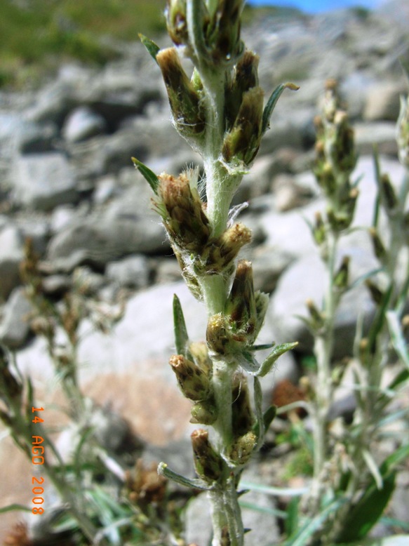 Gnaphalium sylvaticum